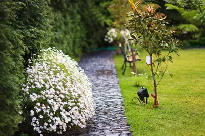a black cat standing next to a path with flowers at Casa da Portada in São Vicente