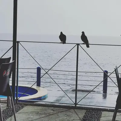 two birds sitting on top of a fence near the water at Morena house in Santa Cruz