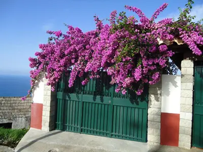 a green gate with purple flowers hanging over it at Casa da Rainha in Calheta