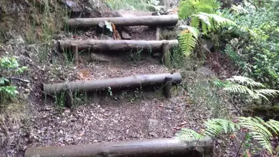 a group of logs on a trail in the woods at Vila Morning Sun in Calheta