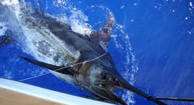 a whale shark jumping out of the water at Casa Mao-Cheia in Arco da Calheta