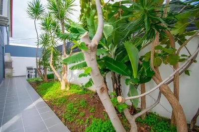 a row of palm trees in a building at Casa da Graça by AnaLodges in Machico