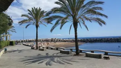 two palm trees and benches on a beach at Casa Ventura in Arco da Calheta