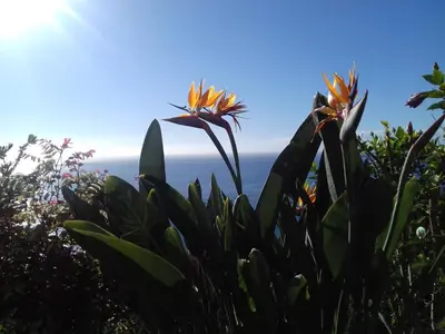 two flowers on a plant with the ocean in the background at Apartamento do Sol in Arco da Calheta