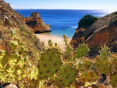 a group of cacti on a beach near the ocean at Villa Waterside in Luz