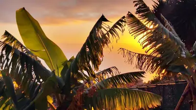 a banana tree with a sunset in the background at Vista Romantica Madeira in Arco da Calheta