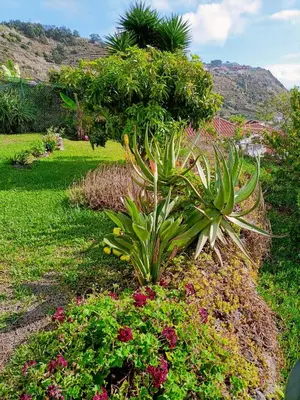 a garden with plants and flowers in the grass at Vista Romantica Madeira in Arco da Calheta