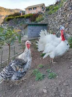 two chickens standing in the dirt with their wings out at Quinta Terezinha in Ribeira Brava