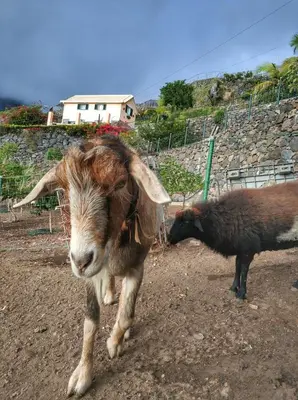 a goat and a sheep standing in the dirt at Quinta Terezinha in Ribeira Brava