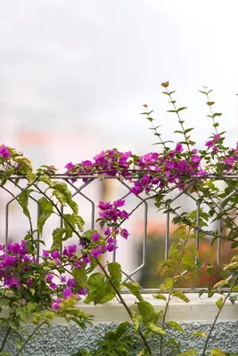 a bunch of purple flowers on a plant at Belvedere Boutique - Adults only in Funchal