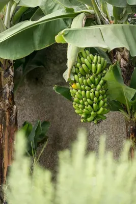 a bunch of green bananas hanging from a tree at Belvedere Boutique - Adults only in Funchal