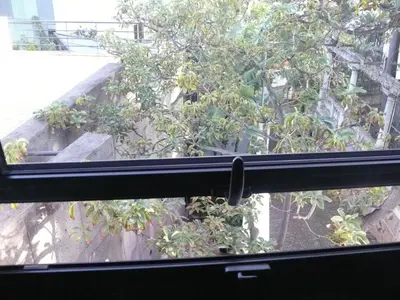 a view of a tree from a window at The Loft Junction in Funchal