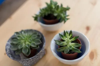 three potted plants sitting on a wooden table at Casa Do Mercado by Heart of Funchal in Funchal