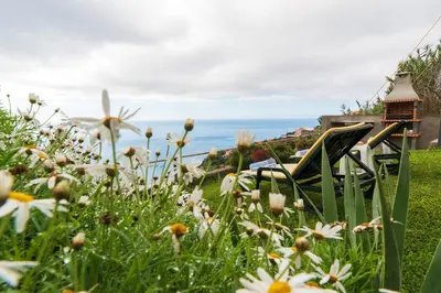 a field of flowers with the ocean in the background at Casa da Tenda in Arco da Calheta