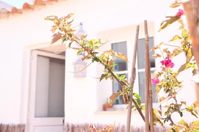 a plant with pink flowers in front of a house at Salema Beach Private Villa in Salema