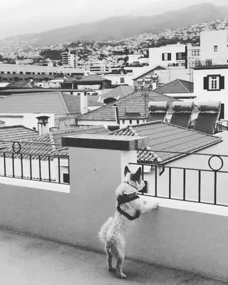a dog standing on the side of a building looking at a city at Endemic - Concept Apartment in Funchal