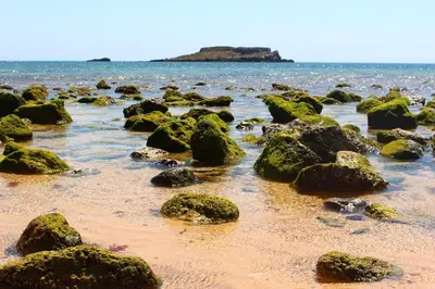 a beach with some green rocks in the water at Sagres Sunny Room with private bathroom 300m from the beach in Sagres