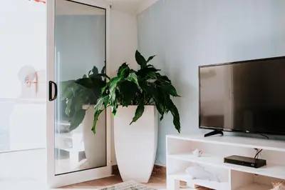 a living room with a plant in a large white vase at Paul do Mar Beach House in Paul do Mar