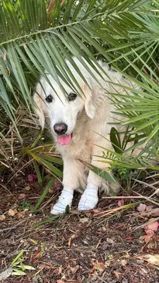 a white dog is hiding in the grass at Dona Maria 66 in Luz