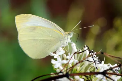 a white butterfly sitting on a white flower at Quinta Santo Antonio Da Serra in Santa Cruz