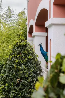 a peacock standing on the side of a building at Enotel Santo da Serra in Santo da Serra