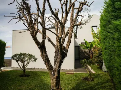 a tree in the yard of a house at Casa das Andorinhas in Estreito da Calheta