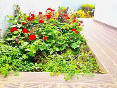 a flower box with red flowers on a deck at Villa Pinheira II in Estreito da Calheta