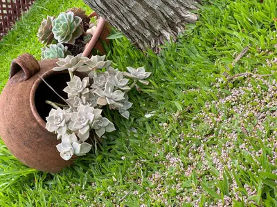 a group of potted plants sitting in the grass at Casa dos Avos in Calheta