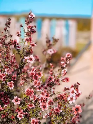 a bunch of pink flowers in front of a building at Barranco da Fonte in Chabouco