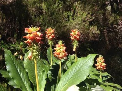a group of flowers on a green plant at Blooming Botanic Houses in Estreito da Calheta