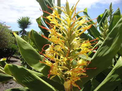 a pineapple plant with yellow flowers and green leaves at Blooming Botanic Houses in Estreito da Calheta