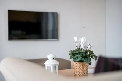 a plant sitting on a table in front of a tv at Welcome Madeira Apartments by Wanderlust Madeira in Funchal