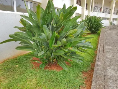 a plant in the grass in front of a building at Falesia Apartment - Reis Magos Beach in Caniço