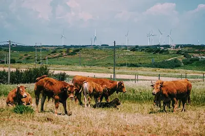 a group of cows in a field with wind turbines in the background at Aloha Burgau Guesthouse in Burgau