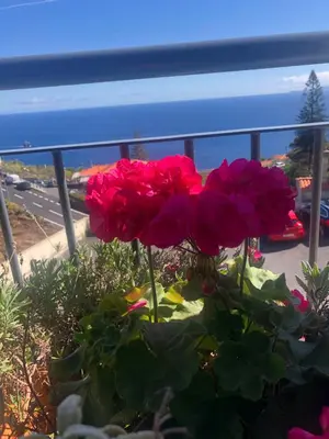 a group of red roses sitting on a balcony at Em casa longe de casa, tão bom! in Gaula