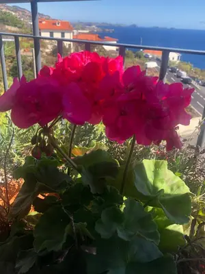 a group of pink flowers sitting on a balcony at Em casa longe de casa, tão bom! in Gaula