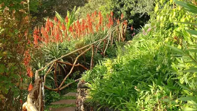 a garden with red flowers and a pathway at Apartamento Charmoso no Funchal, com grande Jardim e Vista Esplêndida in Funchal