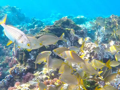 a group of fish on a coral reef at Apartamento Romantico in Caniço