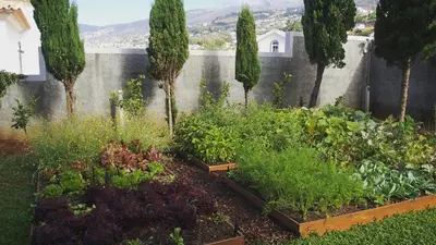 a garden with vegetables and trees and a wall at Villa Cary in Funchal