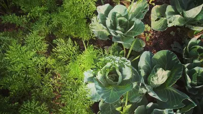 an overhead view of a garden with green plants at Villa Cary in Funchal