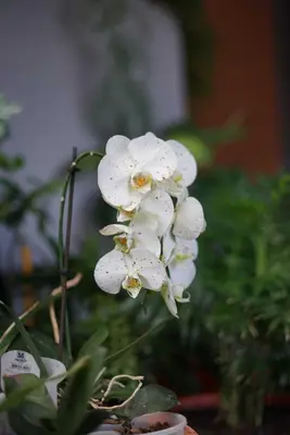 a white flower with droplets of water on it at Gardens Guest House in São Vicente