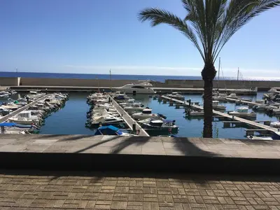 a group of boats docked in a marina with a palm tree at Marina Rooms in Calheta