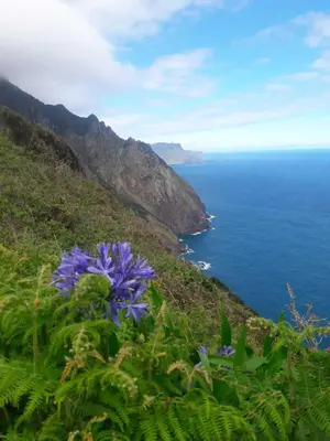a blue flower on the side of a hill overlooking the ocean at Funchal Bay View Holiday Rental in Funchal