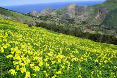 a field of yellow flowers on the side of a hill at Porto Santo - Pedras Pretas Beach House in Porto Santo