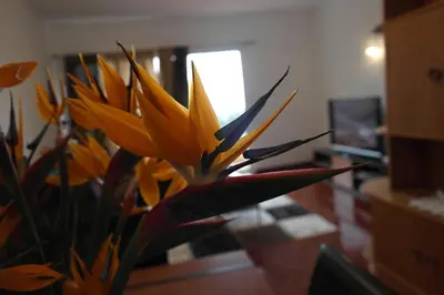 a yellow flower sitting on top of a table at Inmaculado Apartment in Funchal