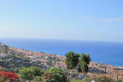 a palm tree sitting on top of a hill at OurMadeira - Quinta D'Alegria in Funchal