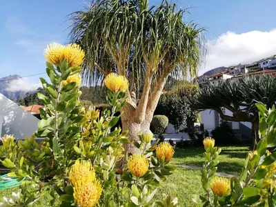 a palm tree with yellow flowers in a yard at Granny's farm in São Vicente