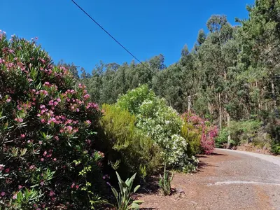 a road with flowers on the side of a mountain at Cantinho Rural in Camacha