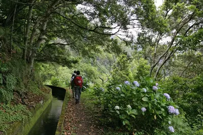 a person walking down a path in the woods at Estalagem Da Ponta Do Sol in Ponta do Sol