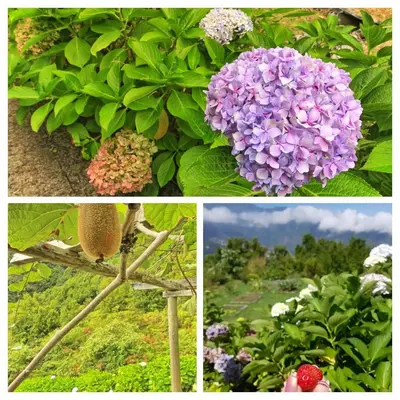a collage of photos with flowers and a flower bush at Chale Jardim De Cima in São Vicente